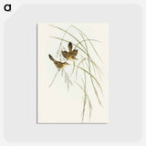 アートポストカード-Lineated Warbler
 - オーストラリアの鳥 Postcard.