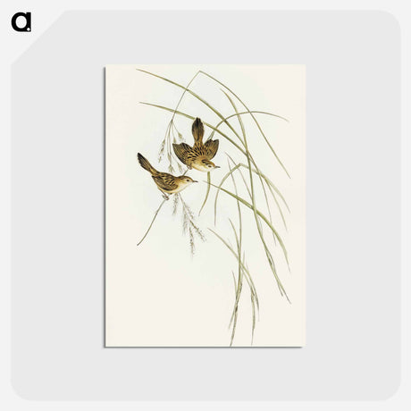 アートポストカード-Lineated Warbler
 - オーストラリアの鳥 Postcard.