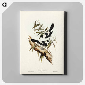 アートパネル-Kaup's Flycatcher
 - ジョン グールド Canvas.