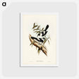 アートポストカード-Kaup's Flycatcher
 - ジョン グールド Postcard.