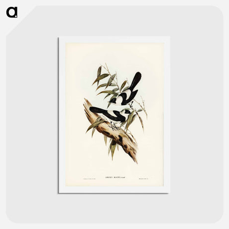 アートポストカード-Kaup's Flycatcher
 - ジョン グールド Postcard.
