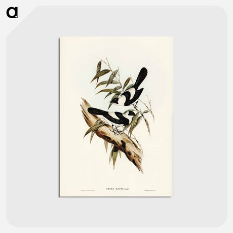 アートポストカード-Kaup's Flycatcher
 - ジョン グールド Postcard.