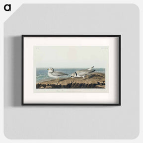 アートポスター-Piping Plover
 - ジョン ジェームス オーデュボン Poster.