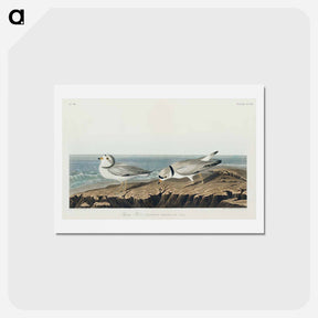 アートポストカード-Piping Plover
 - ジョン ジェームス オーデュボン Postcard.