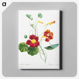 4-52_Pierre-Joseph-Redoute_canvas