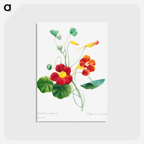 アートポストカード-Monk's cress - ピエール ジョゼフ ルドゥーテ Postcard.