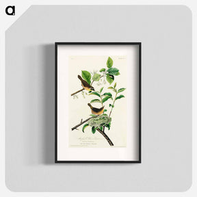 アートポスター-Yellow-breasted Warbler from Birds of America
 - アメリカの鳥たち Poster.