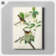 アートパネル-Yellow-breasted Warbler from Birds of America
 - アメリカの鳥たち Canvas.