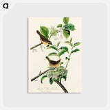 アートポストカード-Yellow-breasted Warbler from Birds of America
 - アメリカの鳥たち Postcard.