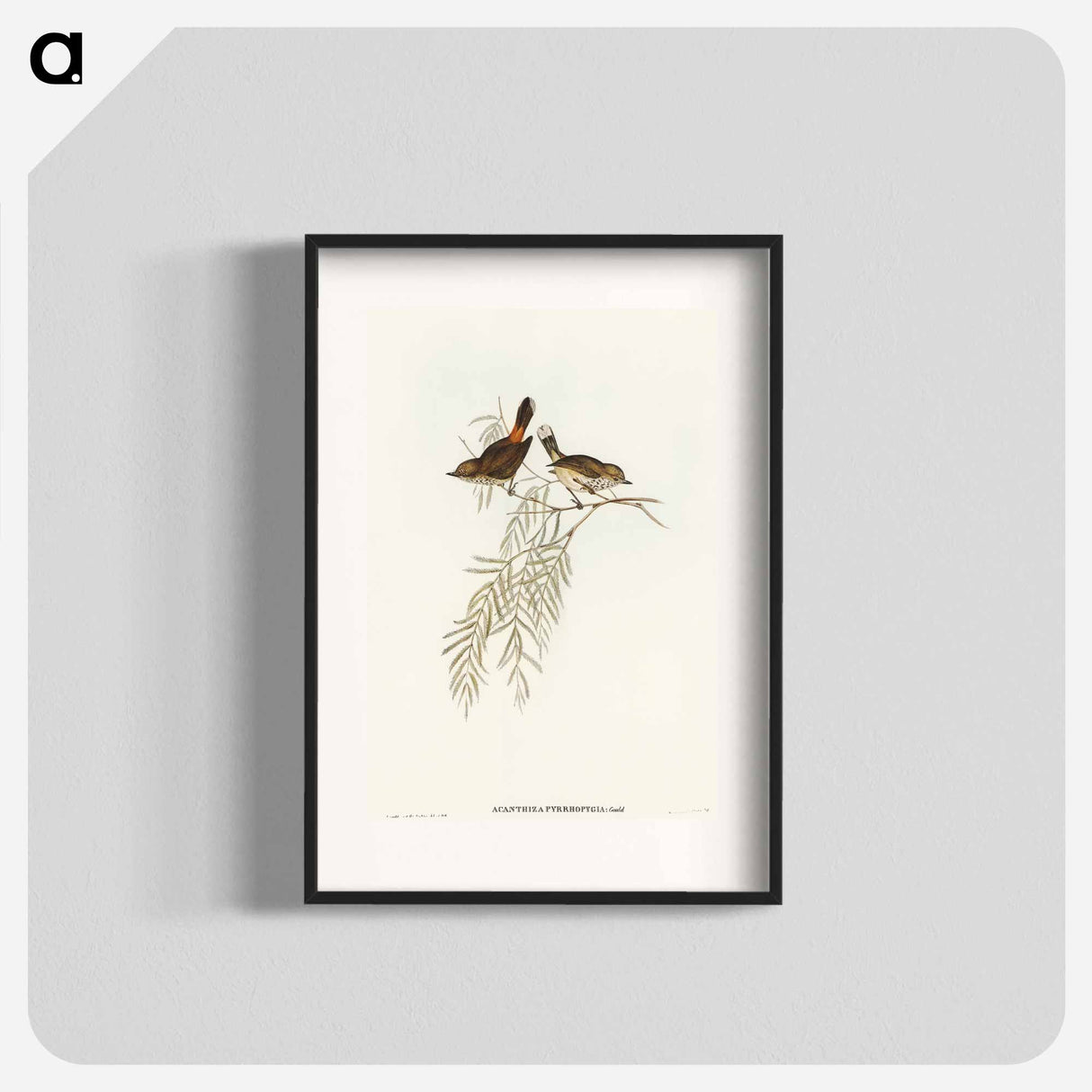 アートポスター-Red-rumped Acanthiza
 - オーストラリアの鳥 Poster.