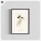アートポスター-Red-rumped Acanthiza
 - オーストラリアの鳥 Poster.