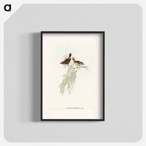 アートポスター-Red-rumped Acanthiza
 - オーストラリアの鳥 Poster.