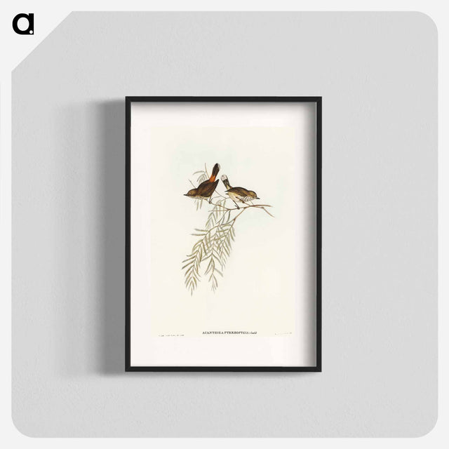 アートポスター-Red-rumped Acanthiza
 - オーストラリアの鳥 Poster.