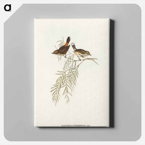 アートパネル-Red-rumped Acanthiza
 - オーストラリアの鳥 Canvas.
