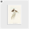 アートポストカード-Red-rumped Acanthiza
 - オーストラリアの鳥 Postcard.