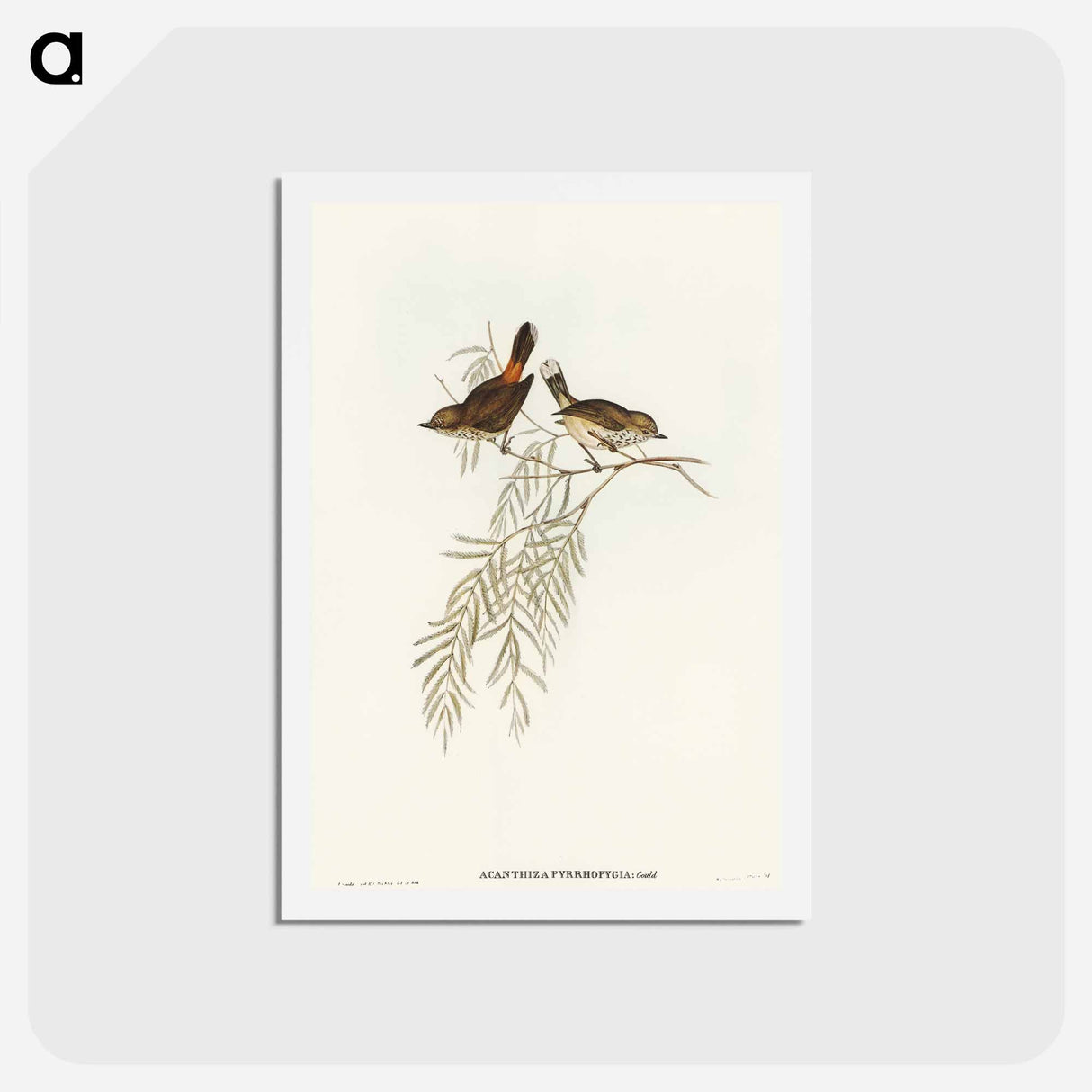 アートポストカード-Red-rumped Acanthiza
 - オーストラリアの鳥 Postcard.