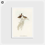 アートポストカード-Red-rumped Acanthiza
 - オーストラリアの鳥 Postcard.