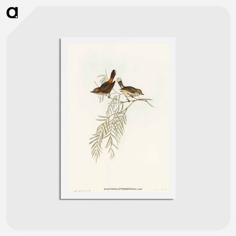 アートポストカード-Red-rumped Acanthiza
 - オーストラリアの鳥 Postcard.