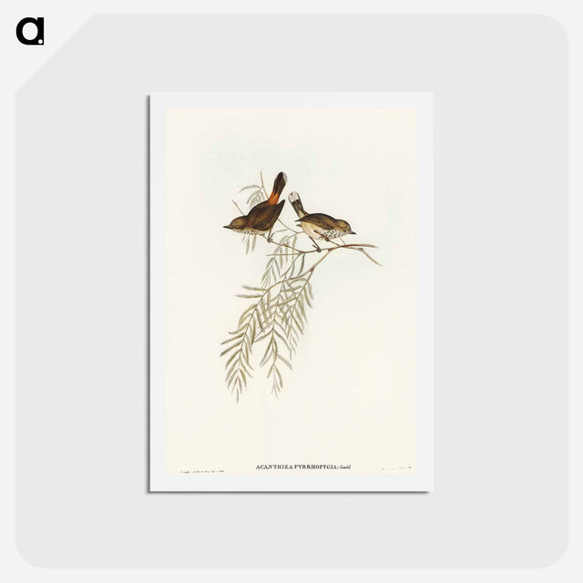 アートポストカード-Red-rumped Acanthiza
 - オーストラリアの鳥 Postcard.