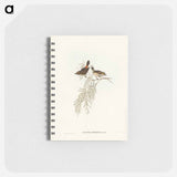 アートメモ帳-Red-rumped Acanthiza
 - オーストラリアの鳥 Memo.