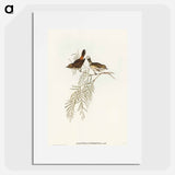 アートポスター-Red-rumped Acanthiza
 - オーストラリアの鳥 Poster.