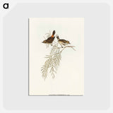アートポストカード-Red-rumped Acanthiza
 - オーストラリアの鳥 Postcard.
