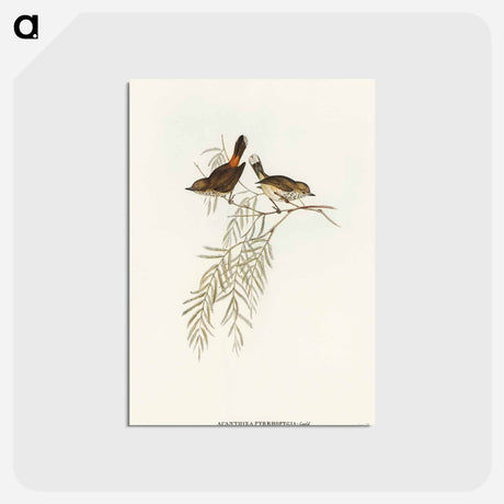 アートポストカード-Red-rumped Acanthiza
 - オーストラリアの鳥 Postcard.