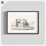 Grazing bull in a pasture - ジャン ベルナール Poster.
