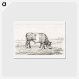 アートポストカード-Grazing bull in a pasture - ジャン ベルナール Postcard.
