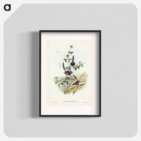 アートポスター-Beautiful Wren
 - ジョン グールド Poster.