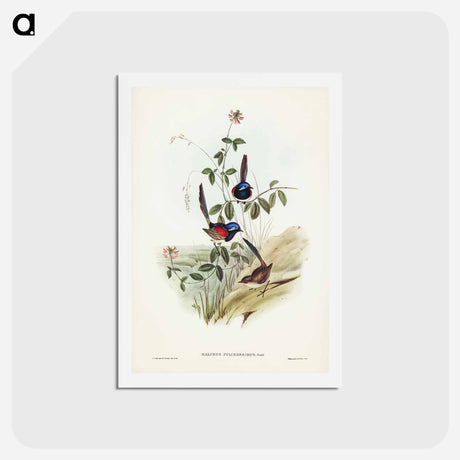 アートポストカード-Beautiful Wren
 - ジョン グールド Postcard.