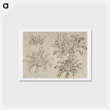 アートポストカード-Hokusai's flower sketch - 葛飾 北斎 Postcard.