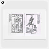 アートポスター-Muscles and Bones
 - 国立医学図書館 Poster.