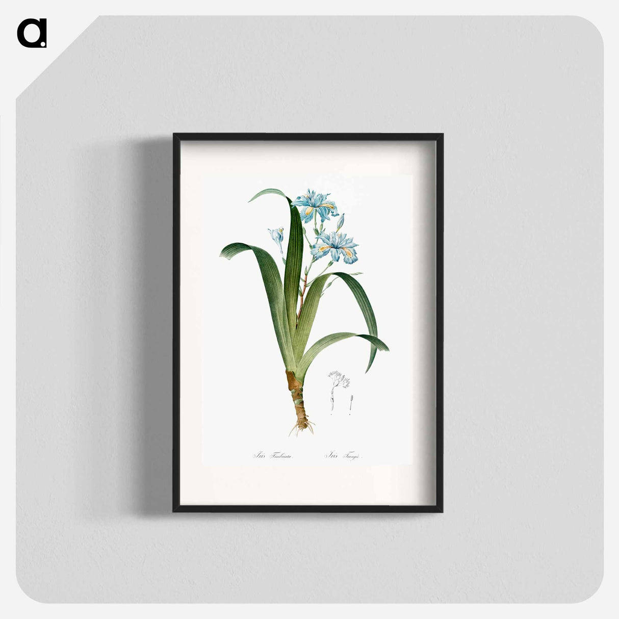 Iris fimbriata illustration - Pierre Joseph Redouté Poster.