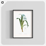 Iris fimbriata illustration - Pierre Joseph Redouté Poster.