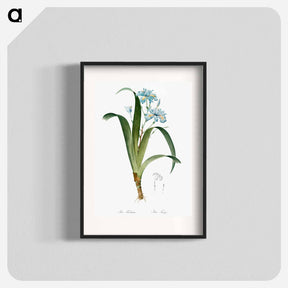 アートポスター-Iris fimbriata illustration - ピエール ジョゼフ ルドゥーテ Poster.