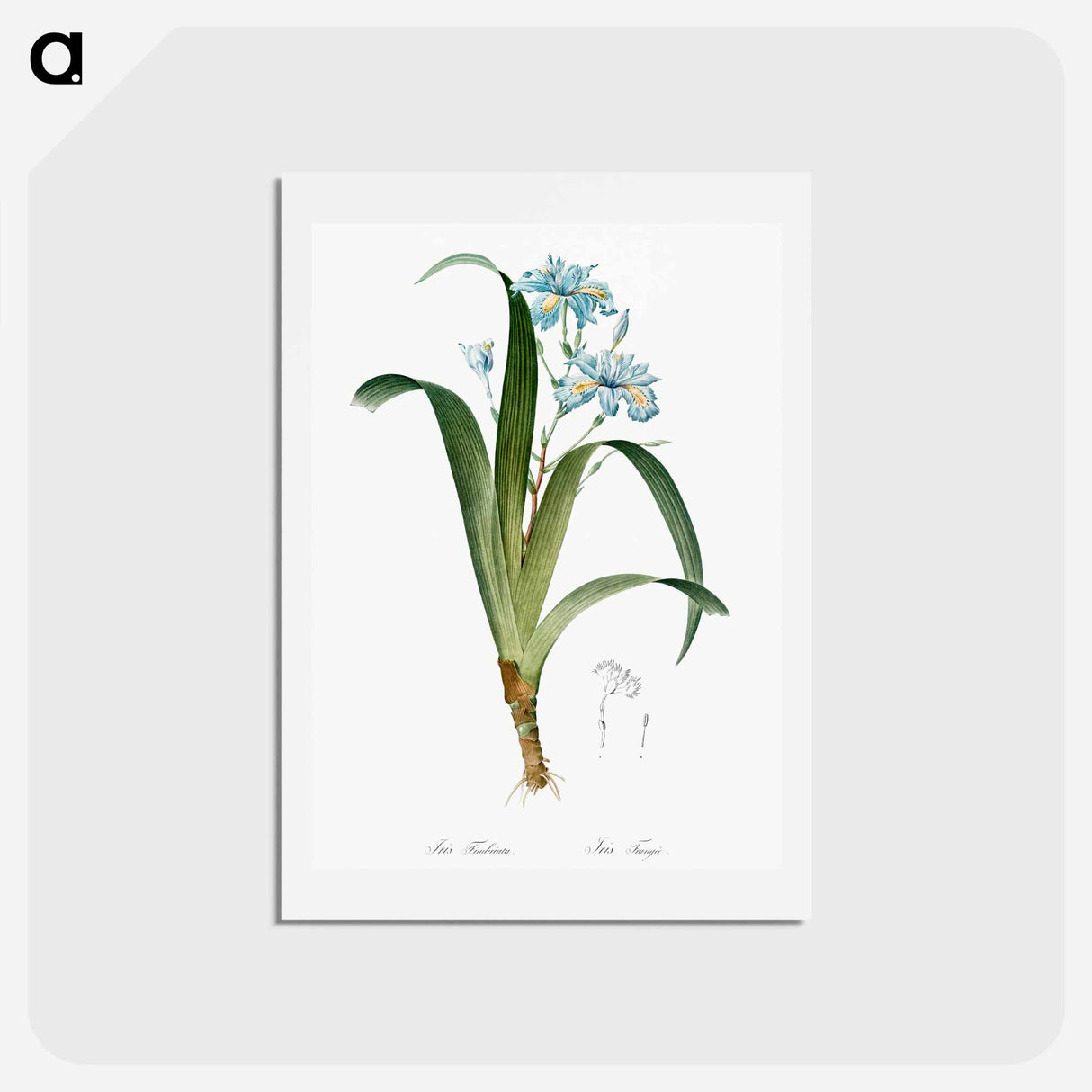アートポストカード-Iris fimbriata illustration - ピエール ジョゼフ ルドゥーテ Postcard.