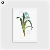 アートポストカード-Iris fimbriata illustration - ピエール ジョゼフ ルドゥーテ Postcard.