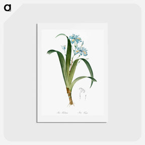 アートポストカード-Iris fimbriata illustration - ピエール ジョゼフ ルドゥーテ Postcard.
