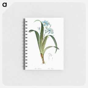 アートメモ帳-Iris fimbriata illustration - ピエール ジョゼフ ルドゥーテ Memo.