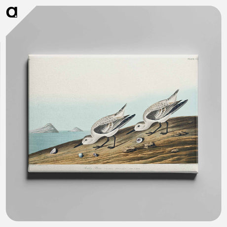アートパネル-Sanderling from Birds of America
 - アメリカの鳥たち Canvas.
