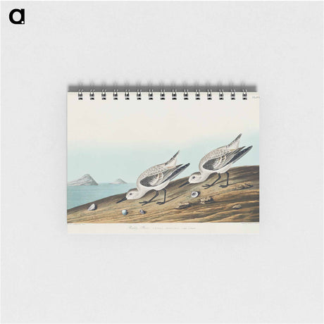 アートメモ帳-Sanderling from Birds of America
 - アメリカの鳥たち Memo.