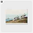 アートポストカード-Sanderling from Birds of America
 - アメリカの鳥たち Postcard.