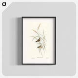 Square-tailed Warbler
 - オーストラリアの鳥 Poster.