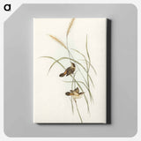 Square-tailed Warbler
 - オーストラリアの鳥 Canvas.