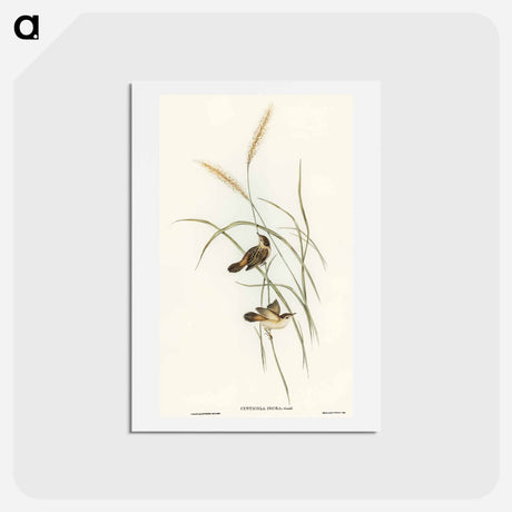 アートポストカード-Square-tailed Warbler
 - オーストラリアの鳥 Postcard.