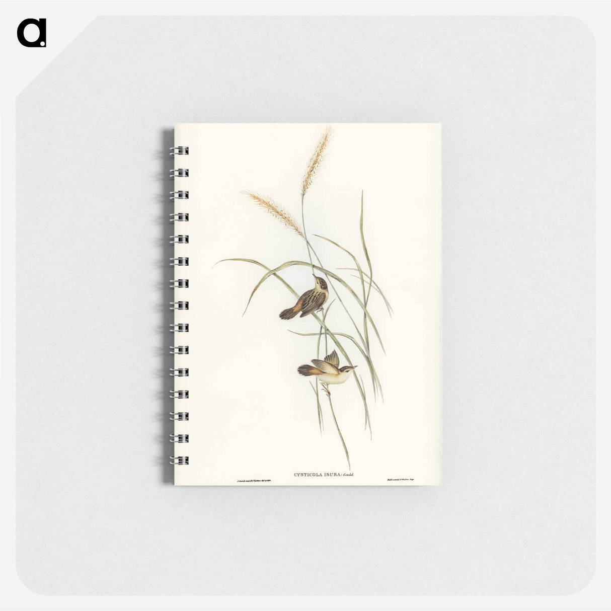 アートメモ帳-Square-tailed Warbler
 - オーストラリアの鳥 Memo.