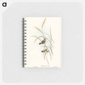 アートメモ帳-Square-tailed Warbler
 - オーストラリアの鳥 Memo.