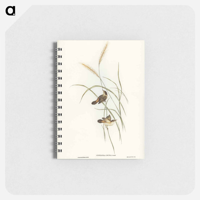 アートメモ帳-Square-tailed Warbler
 - オーストラリアの鳥 Memo.