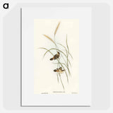 アートポスター-Square-tailed Warbler
 - オーストラリアの鳥 Poster.